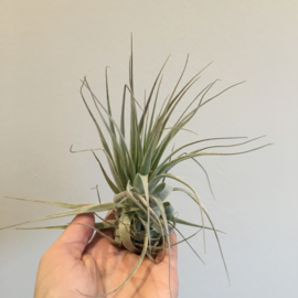 Tillandsia gardneri