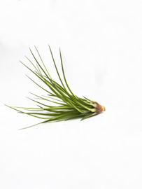 Tillandsia merlin