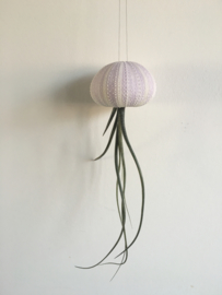 Kleine violet Jellyfish met tillandsia (zee-egel + luchtplantje)