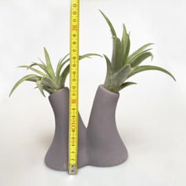 Tube vase grey + airplant