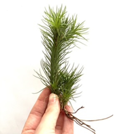 Tillandsia funckiana 3-koppig