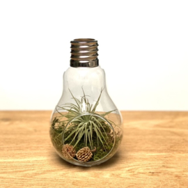 Grote Lightbulb incl. Tillandsia