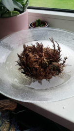 Rose of Jericho