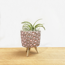 Cementpotje (roze rondjes) met poten & airplant