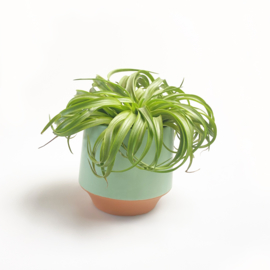 Groot, groen/terra potje + airplant