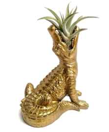 Gouden krokodil + airplant