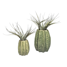 Carambola 7cm lichtgroen + airplant