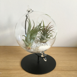 Grote Globe met 2 airplants