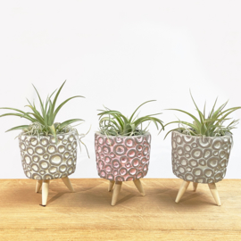 Cement pot (pink circles) on legs + airplant