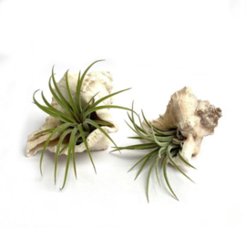 2x white mulli Muscheln+ ionantha