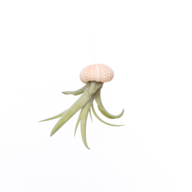 Small pink jellyfish with tillandsia