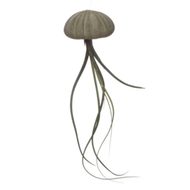 Kleine groene Jellyfish met tillandsia (zee-egel + luchtplantje)