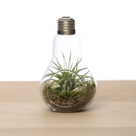 Lightbulb incl. Tillandsia