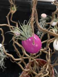 Bright pink egg (rope) + Ionantha