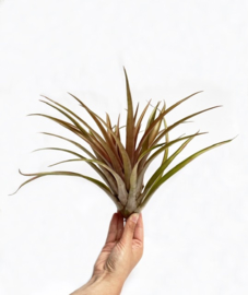 Tillandsia Capitata Orange XL