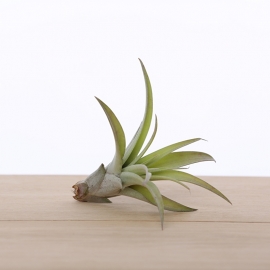 Tillandsia capitata