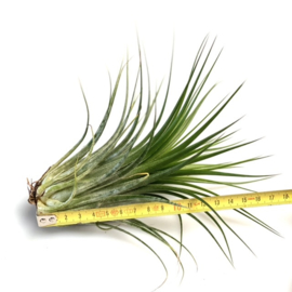 Tillandsia ionantha Scaposa JUMBO