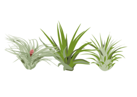 Luchtplantjes / Airplants