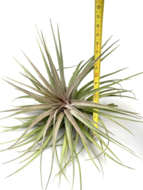 Tillandsia stricta x aeranthos