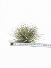 Tillandsia Cotton Candy cluster
