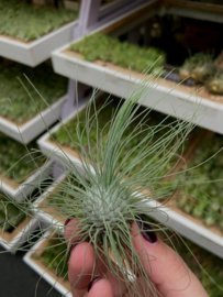 Tillandsia argentea JUMBO