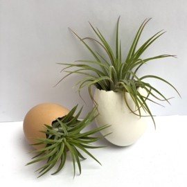 Weißes & braunes Ei + 2x Ionantha