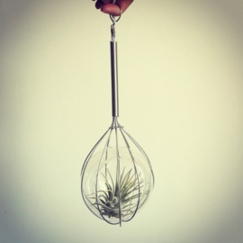 Keuken garde met tillandsia