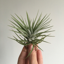 Tillandsia kammii