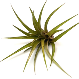 Tillandsia Maya Gold