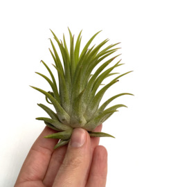 Tillandsia Ionantha Rubra XL