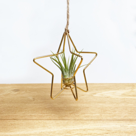 X-mas Star gold + airplant