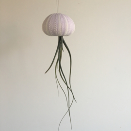 Kleine violette Qualle mit Tillandsia (Seeigel + Luftpflanze)