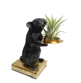 Zwarte muis + ionantha rubra (large)