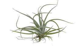 Tillandsia pohliana