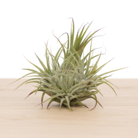 Tillandsia ionantha cluster (klein)