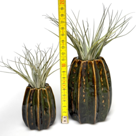 Carambola 7cm donkergroen + airplant