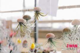 Kleine roze Jellyfish met tillandsia