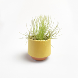 Geel/terra potje klein + airplant