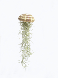 (zee egel) Jellyfish large met tillandsia