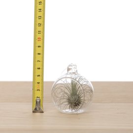 Tillandsia in glass bulb 6cm