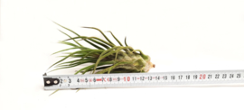 Tillandsia pruinosa XL
