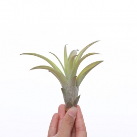 Tillandsia capitata