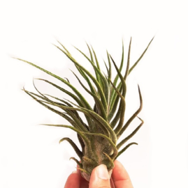 Tillandsia pruinosa XL