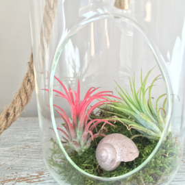 2 airplants in hangvaas