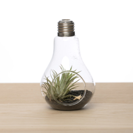 Lightbulb with Tillandsia