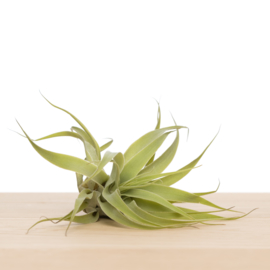 Tillandsia cacticola (Large)