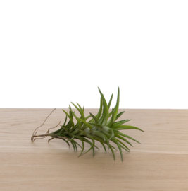 Tillandsia neglecta (large)