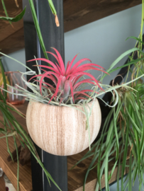 Magneethouder houtlook met airplant