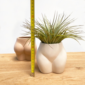 Lady butt white + airplant