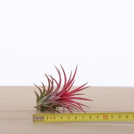 Tillandsia ionantha rood